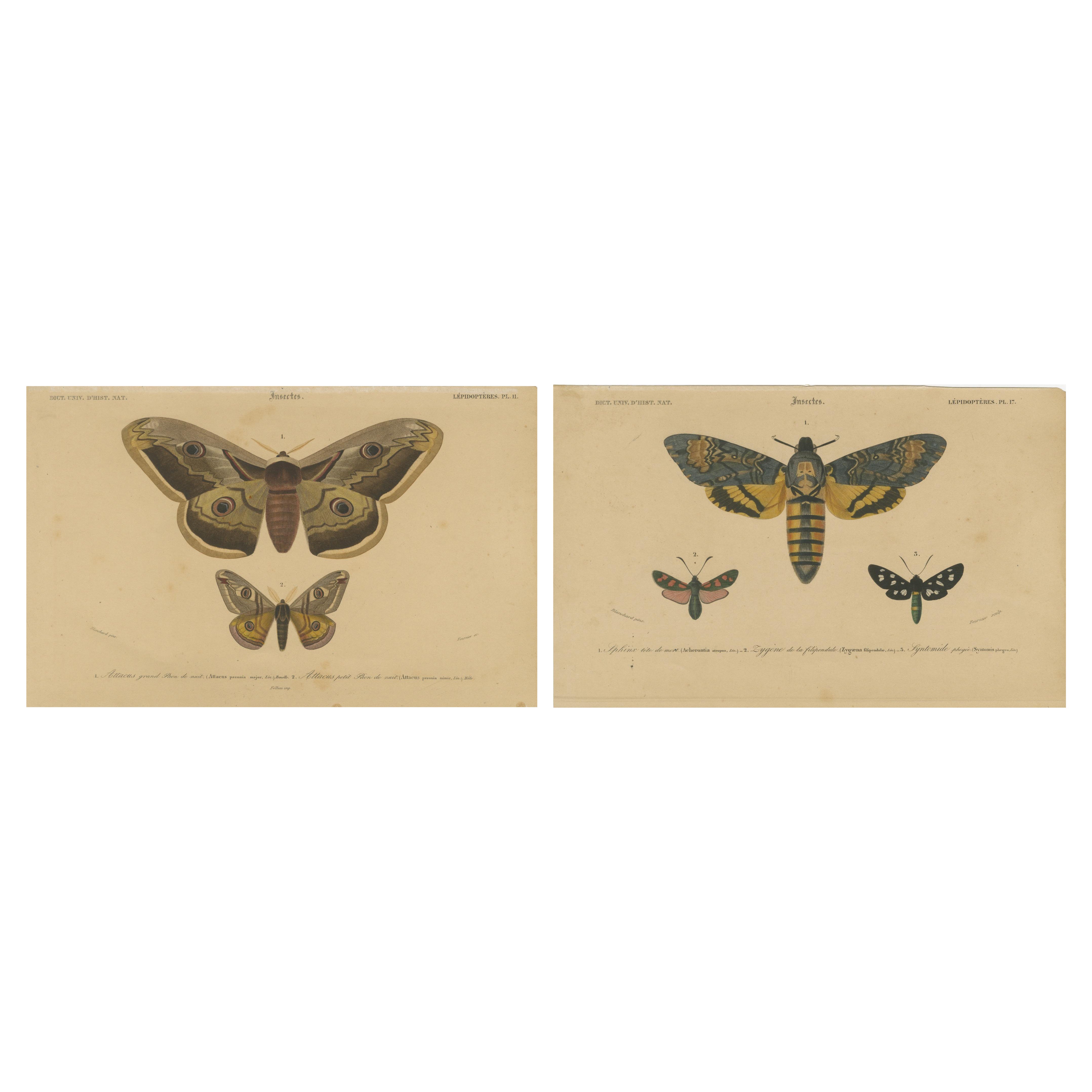 Stampe antiche di falene e farfalle colorate a mano - Rare illustrazioni del XIX secolo