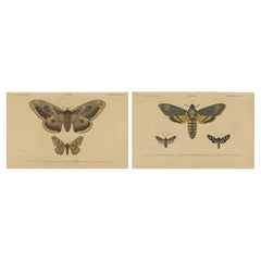 Stampe antiche di falene e farfalle colorate a mano - Rare illustrazioni del XIX secolo
