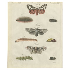 Planche entomologique du XVIIIe siècle coloriée à la main - Stades de vie des papillons de nuit et chenilles