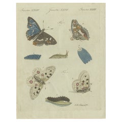 Gravure à la main du XVIIIe siècle représentant des papillons et des larves par I. B. Schmuzer
