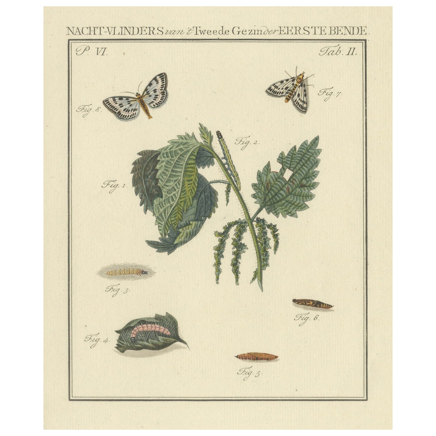 18th-Century Hand-Colored Engraving of Moths and Larvae with Nettles