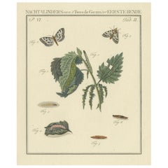 18th-Century Hand-Colored Engraving of Moths and Larvae with Nettles
