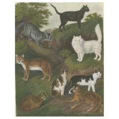 Grabado de gatos salvajes y domésticos de un estudio zoológico del siglo XIX