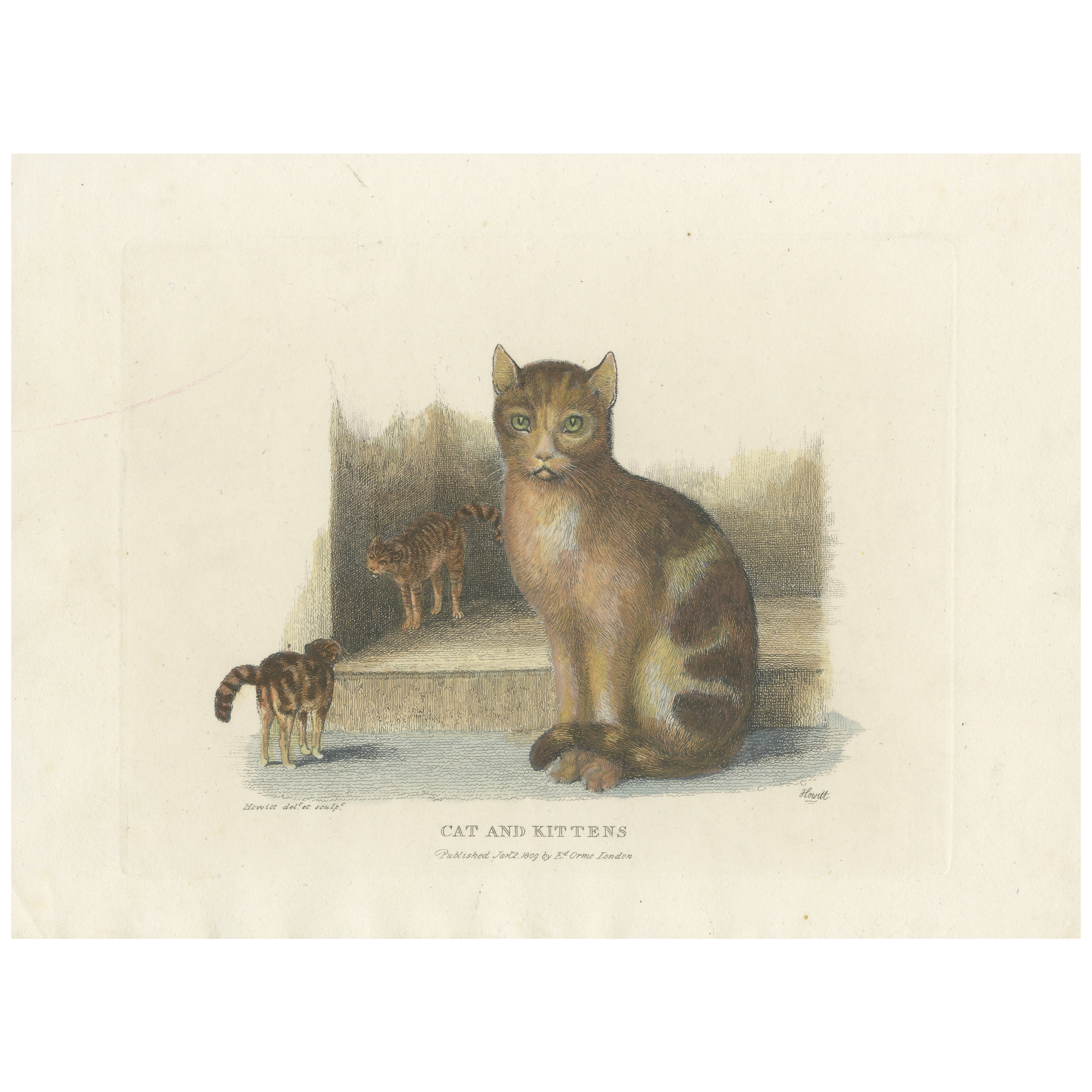 Gatto e gattini, acquaforte colorata a mano del 1809 di Samuel Howitt