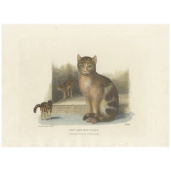 Cat and Kittens, handkolorierte Radierung von Samuel Howitt, 1809