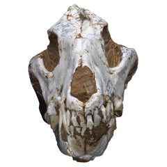 Fossilized Dire Wolf Skull - 2.36 lb