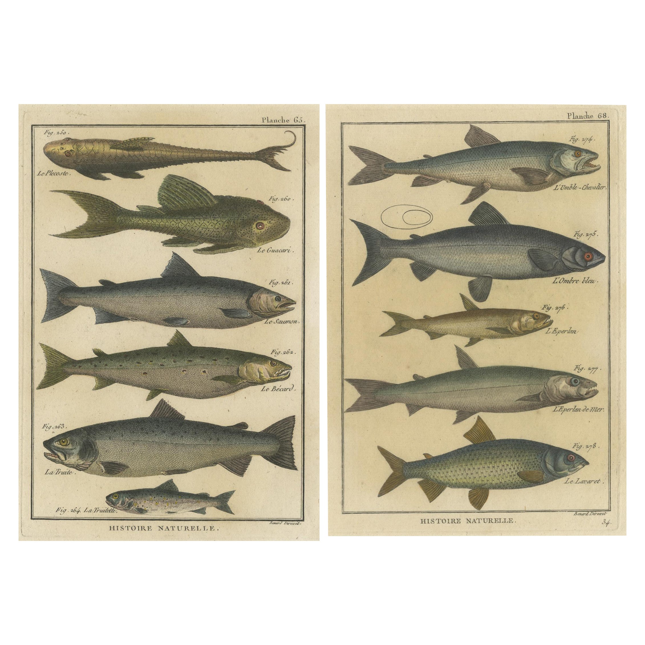 Recopilación de Grabados de Historia Natural: Ilustraciones de especies de peces, 1790
