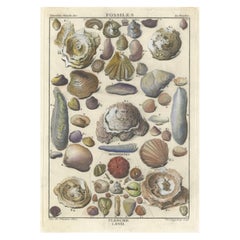 Antique Fossil Engraving - Multivalves and Marine Fossils - Plate LXVII, ca.1760