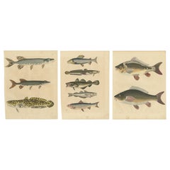 Engravings of Freshwater Fish Species - Pike, Burbot, Loach, Trout, Carp, c.1854