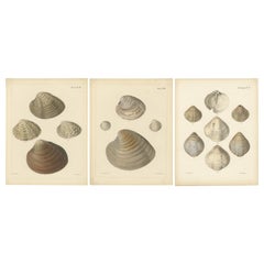 Muschelgravuren aus Sowerby's Illustrations of Marine Life, um 1842