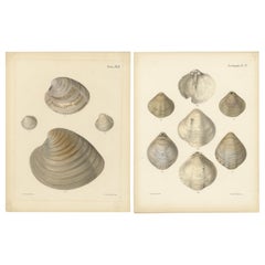 L'arte delle conchiglie di Marin: Una finestra sull'Eleganza della Natura, 1842 ca.
