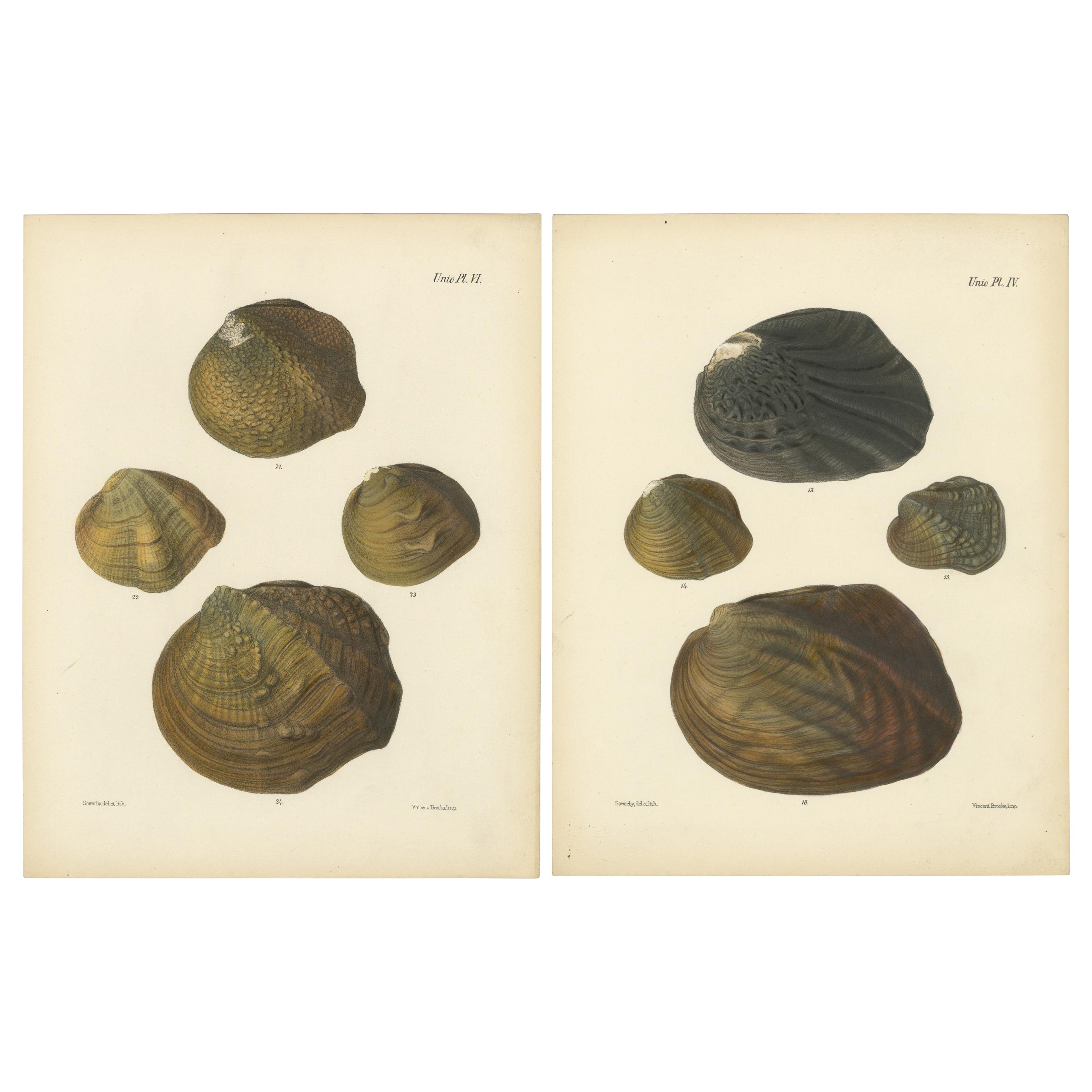 Conchas de la Unio: Un estudio sobre la diversidad de la naturaleza, hacia 1842