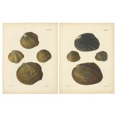 Conchas de la Unio: Un estudio sobre la diversidad de la naturaleza, hacia 1842