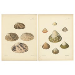 Los Patrones de la Naturaleza: Cintas y grabados de conchas de Citeraea, hacia 1842