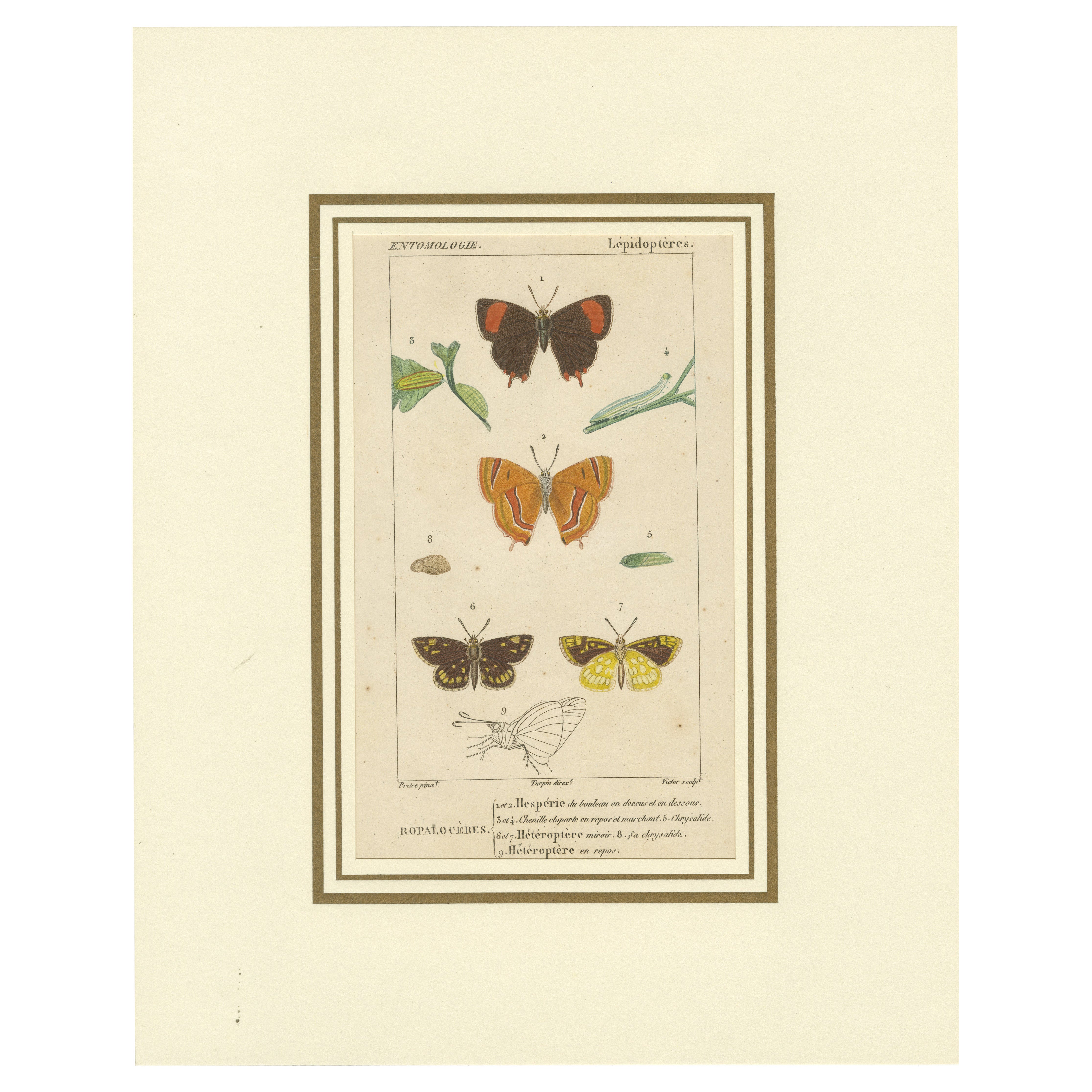 "Entomologie - Lepidoptera Study Plate" from Encyclopedic Collection, circa 1760 For Sale