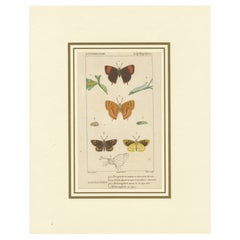 "Entomologie - Lepidoptera Study Plate" from Encyclopedic Collection, circa 1760