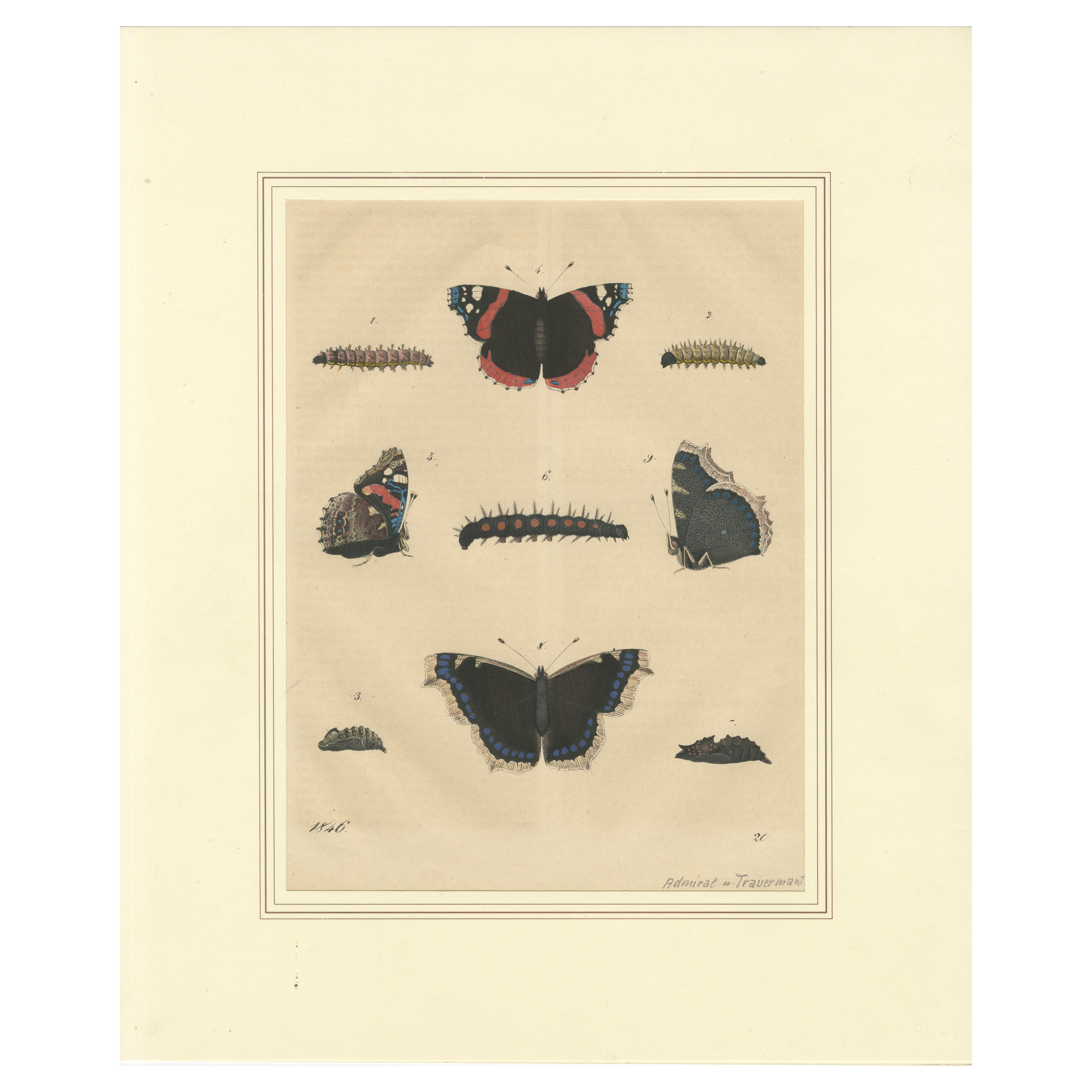 "Ciclo vital de la mariposa almirante" - Lámina de Historia Natural coloreada a mano (1846)
