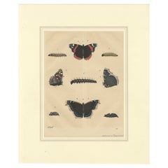 "Ciclo vital de la mariposa almirante" - Lámina de Historia Natural coloreada a mano (1846)