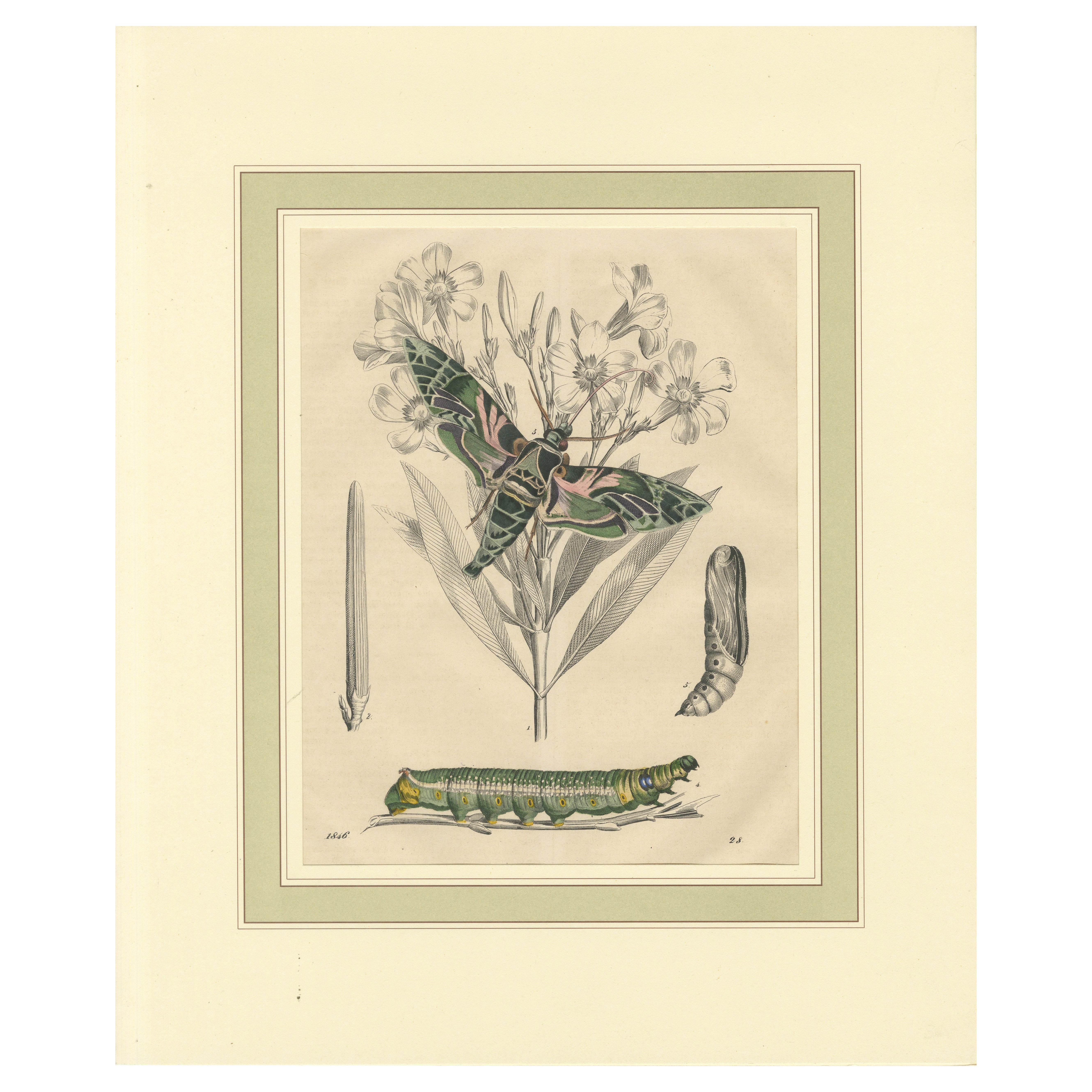 "Oleander Hawk-Moth Lifecycle" - Hand-Colored Plate, 1846