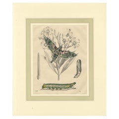 « Oleander Hawk-Moth Lifecycle » - Assiette colorée à la main, 1846