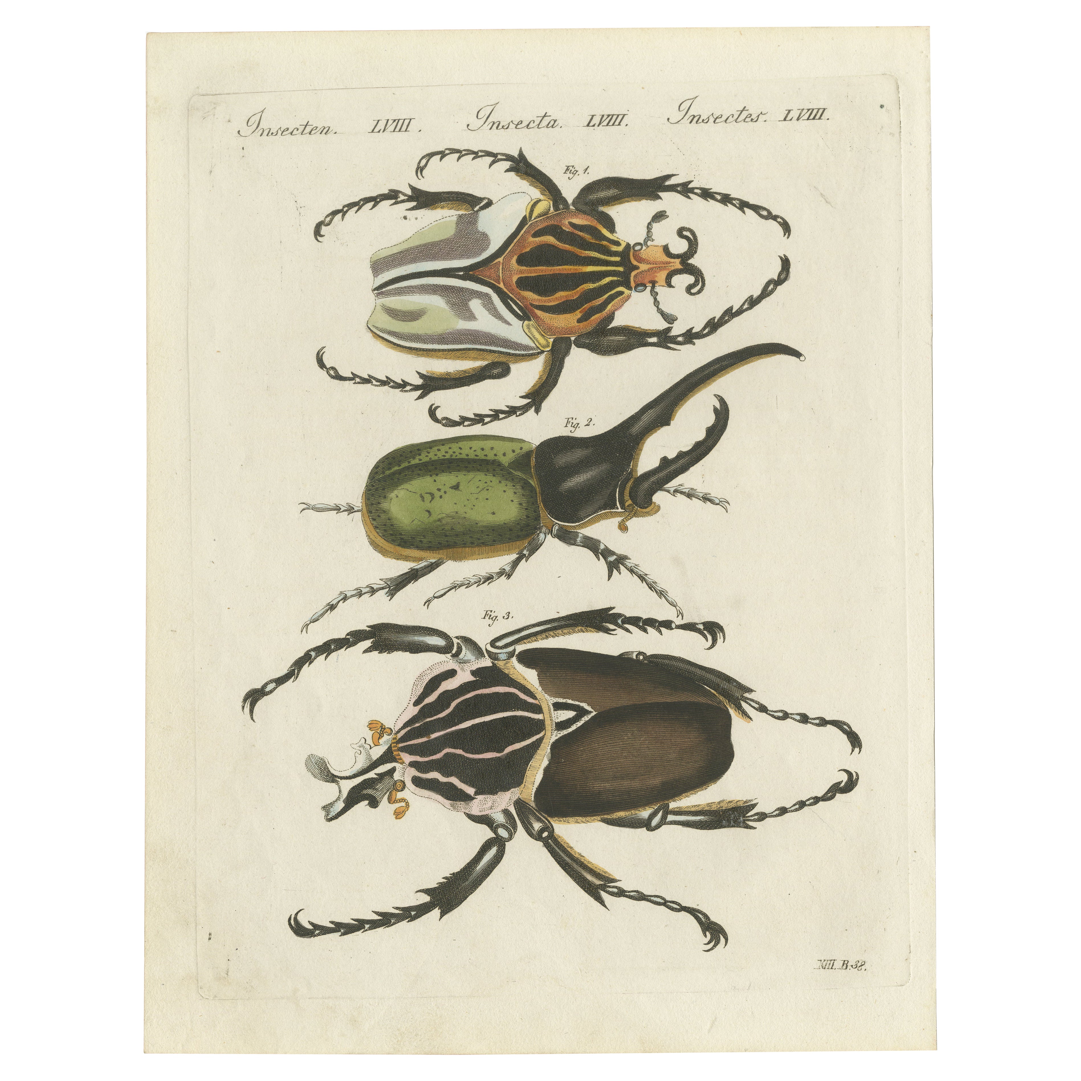 Chief Goliath and Hercules Beetles - Hand-Coloured Copperplate Engraving, c.1810