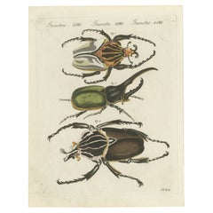 Chief Goliath and Hercules Beetles - Hand-Coloured Copperplate Engraving, c.1810