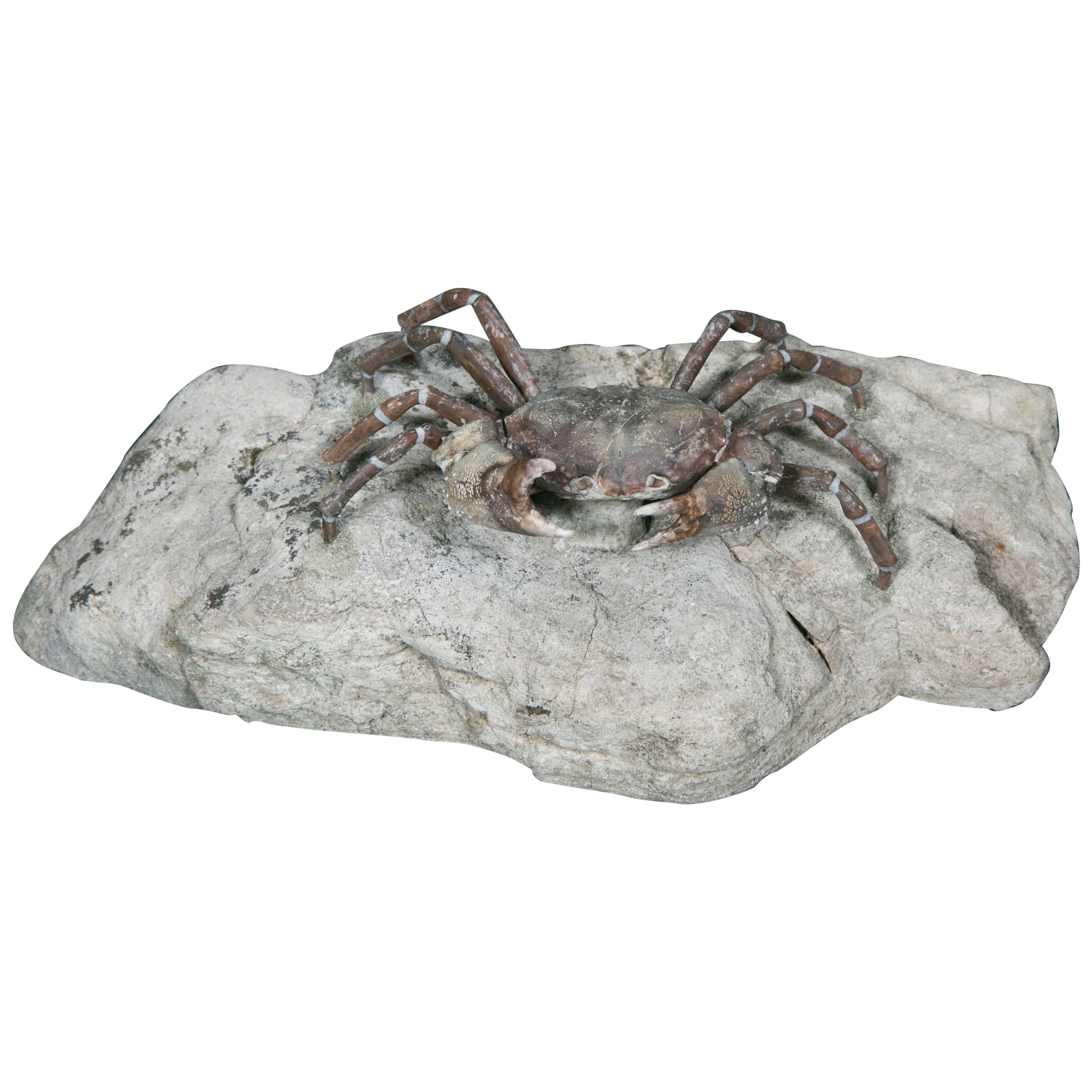 Beautiful Fossil Crab Specimen, Pliocene, Taiwan For Sale