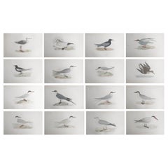 Set of 16 Original Antique Prints of Seabirds After Francis Lydon, C.1880