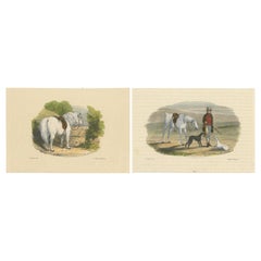 19th Century Hand-Colored Woodcut Engravings of English Hunter, Horse, and Dogs