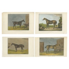 19th-Century Racehorse Portraits: Pandora, Canteen, Mulatto, and Chateau Margaux