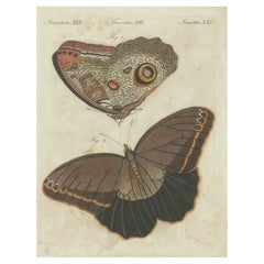 Forest Giant Owl Butterfly (Caligo eurilochus) von Suriname, veröffentlicht im Jahr 1802