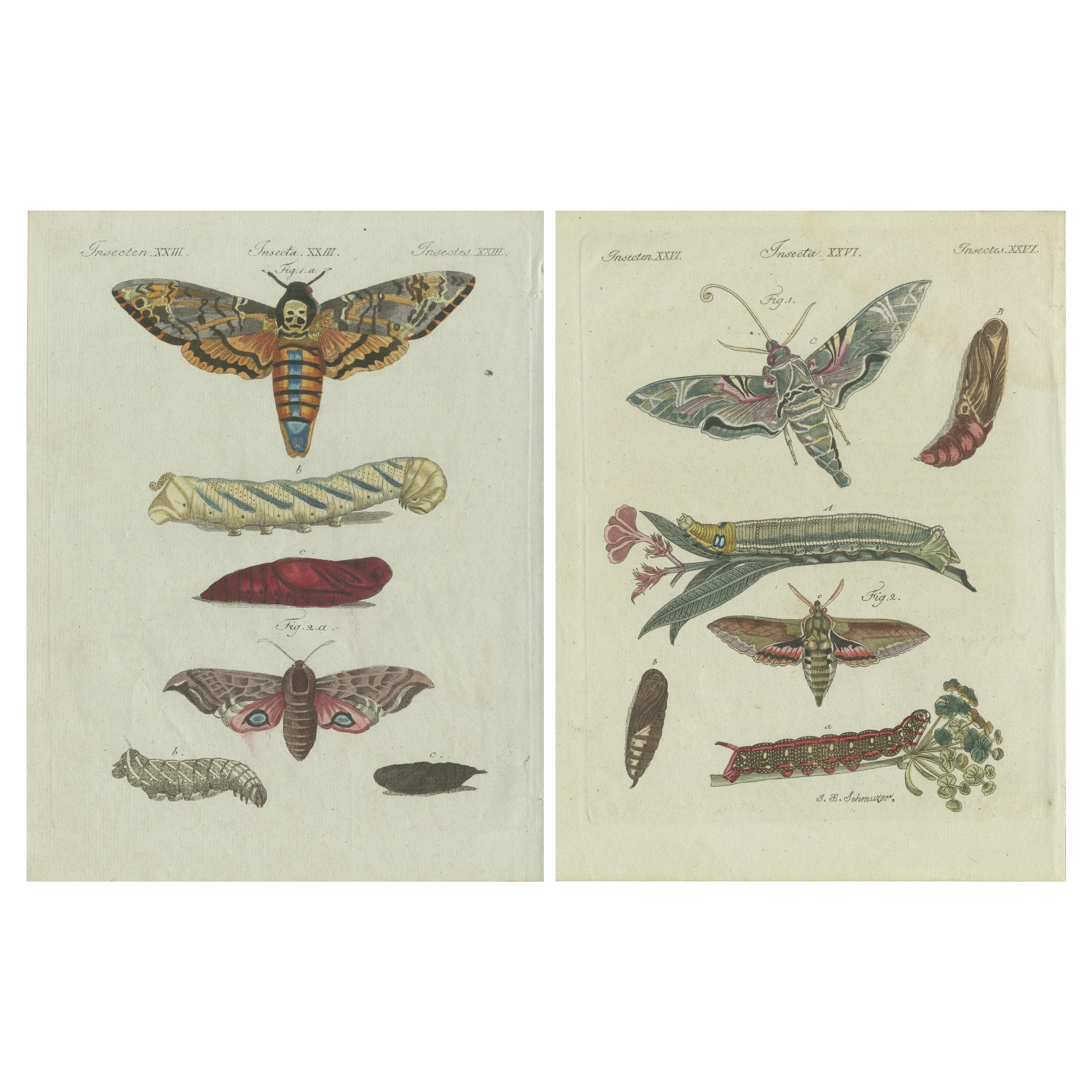 Unique Entomology Study - Hand-Colored Butterfly Prints Published in ca.1780