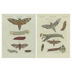 Estudio Entomológico Único - Estampas de Mariposas Coloreadas a Mano Publicadas en ca.1780