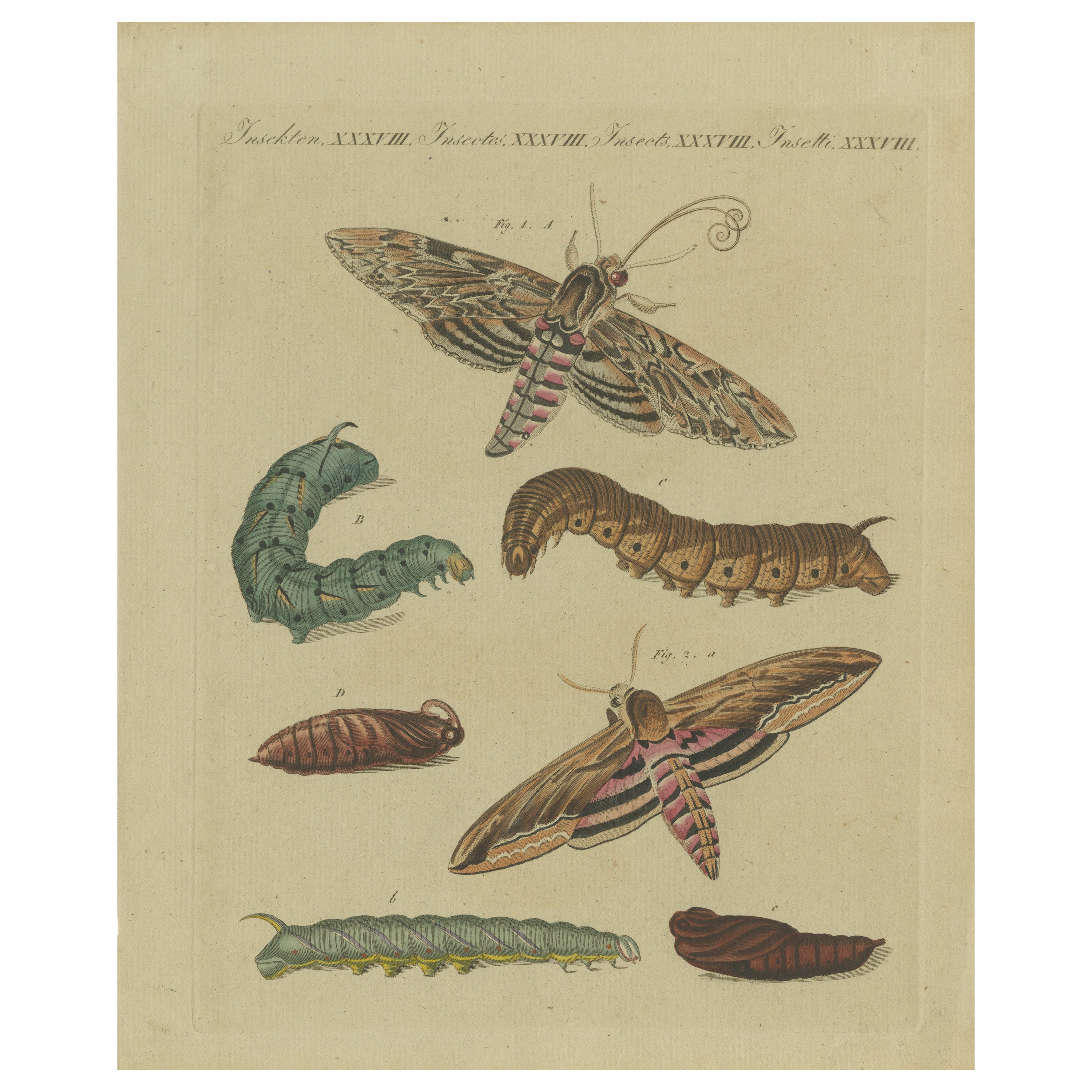 Hand-Colored 1805 Butterfly Print by Bertuch - Convolvulus & Privet Hawk-Moth