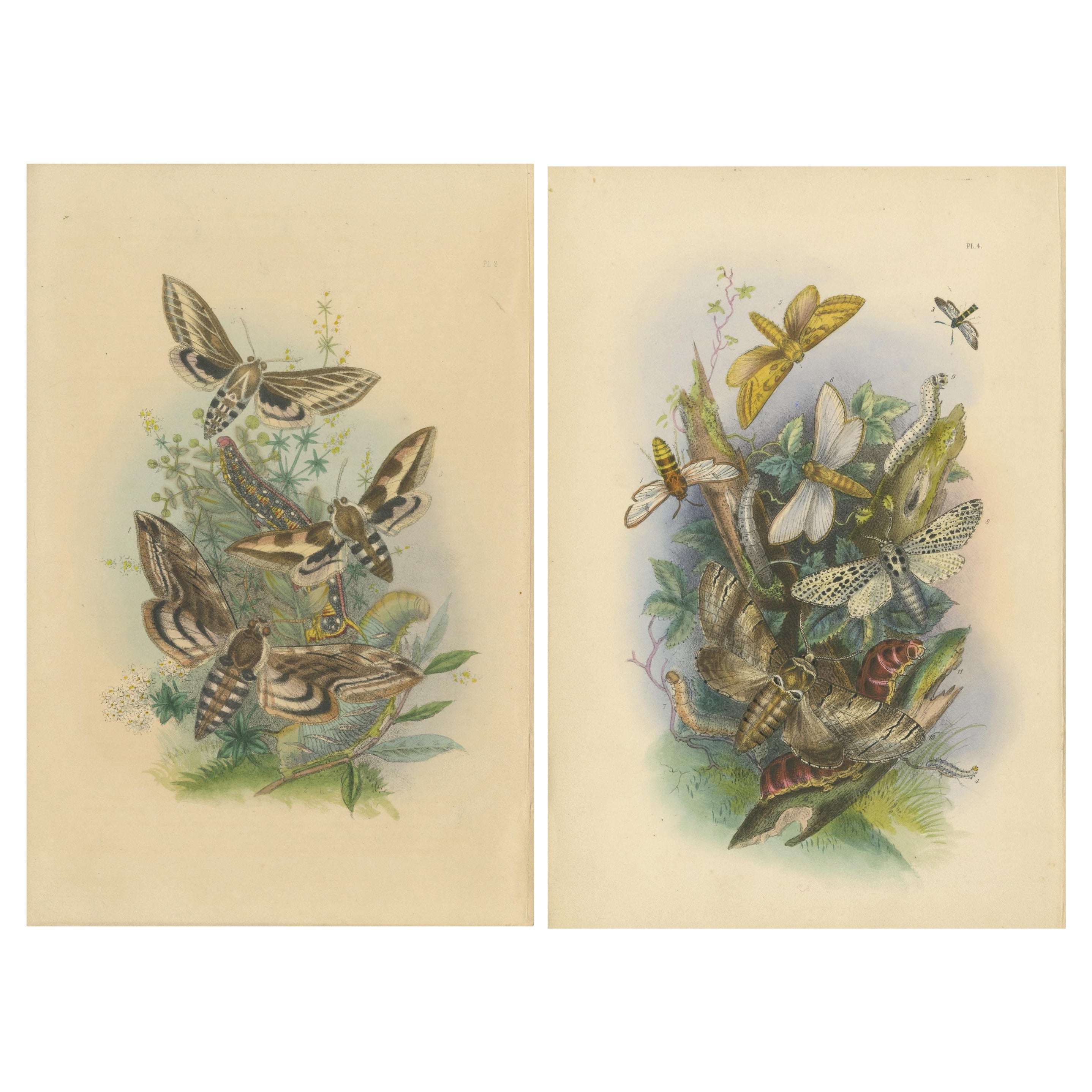 Stunning Vintage Butterfly and Moth Illustration Compilation, Hand-colored, 1860