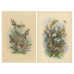Atemberaubende Vintage-Illustration zusammen mit Schmetterling und Moth, handkoloriert, 1860