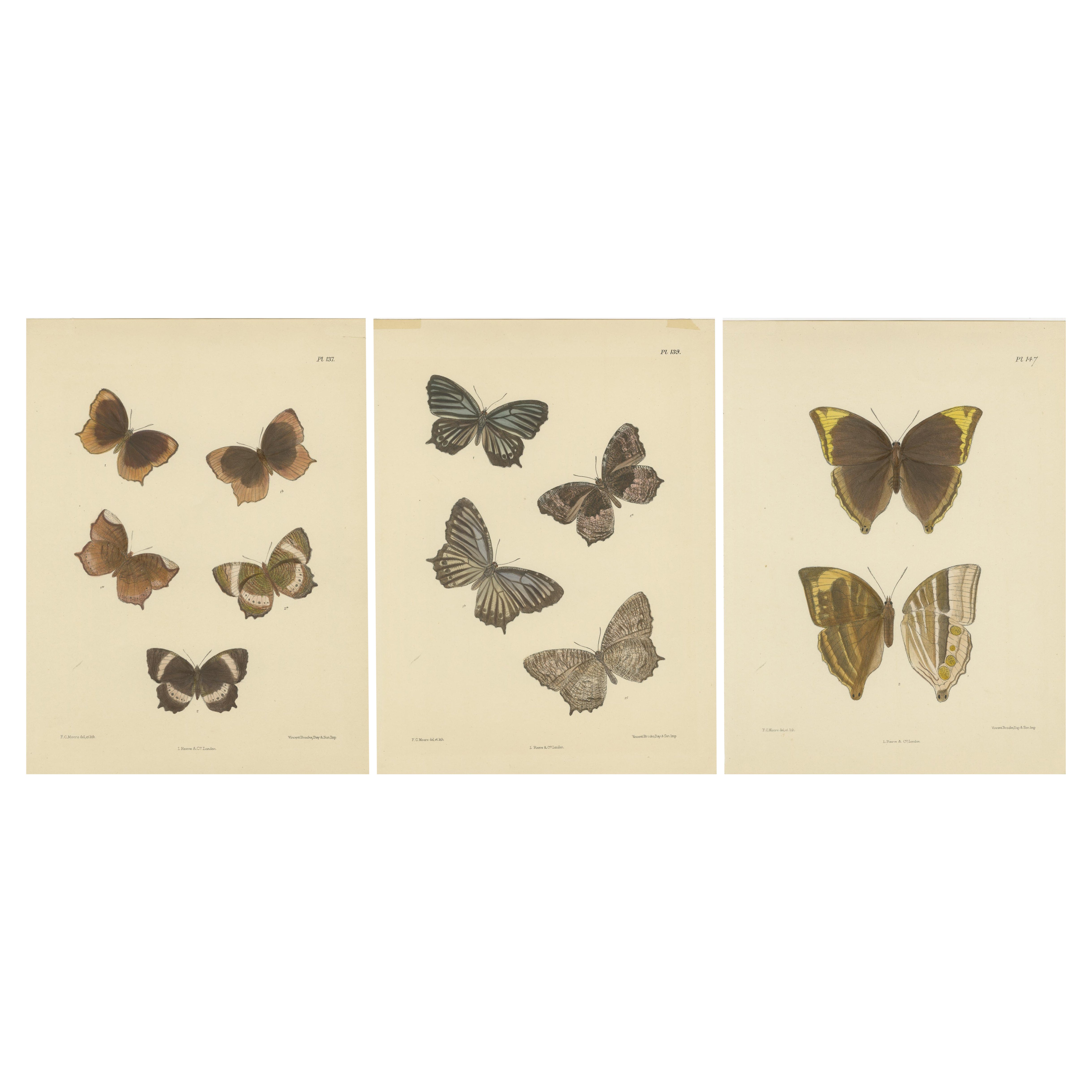 Incantevoli litografie vittoriane di farfalle: Stampe vivaci di specie rare, 1878