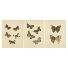 Incantevoli litografie vittoriane di farfalle: Stampe vivaci di specie rare, 1878