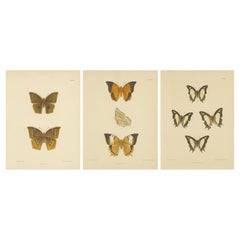 Majestätische viktorianische Schmetterlingsillustrationen: Seltene und detaillierte Porträts, 1878