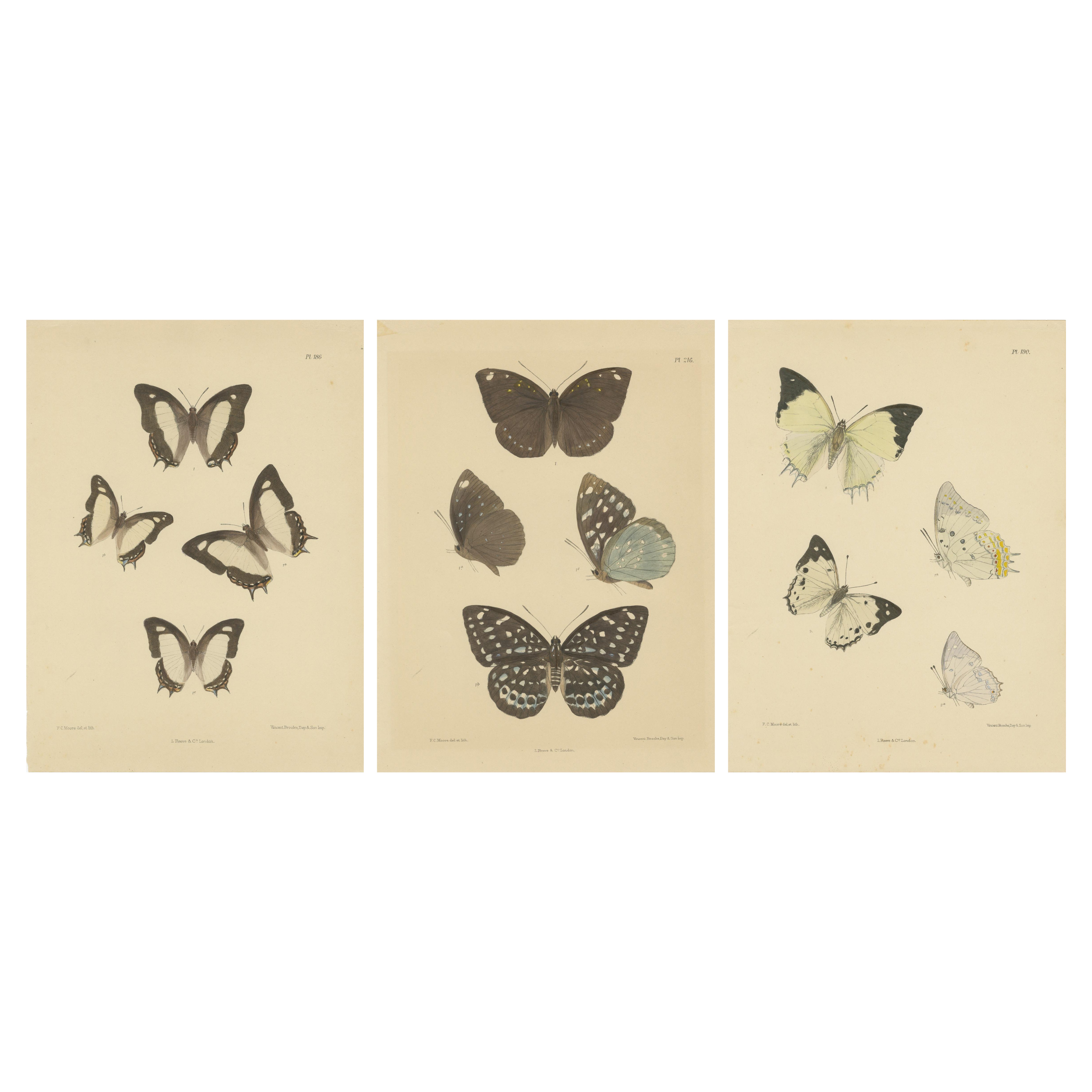 Tesori vittoriani delle farfalle: Accattivanti litografie colorate a mano, 1878