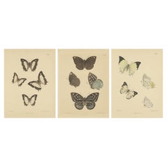 Tesori vittoriani delle farfalle: Accattivanti litografie colorate a mano, 1878