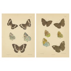 Vibranti litografie vittoriane di farfalle: Delicati ritratti di Frederic A.A. Moore