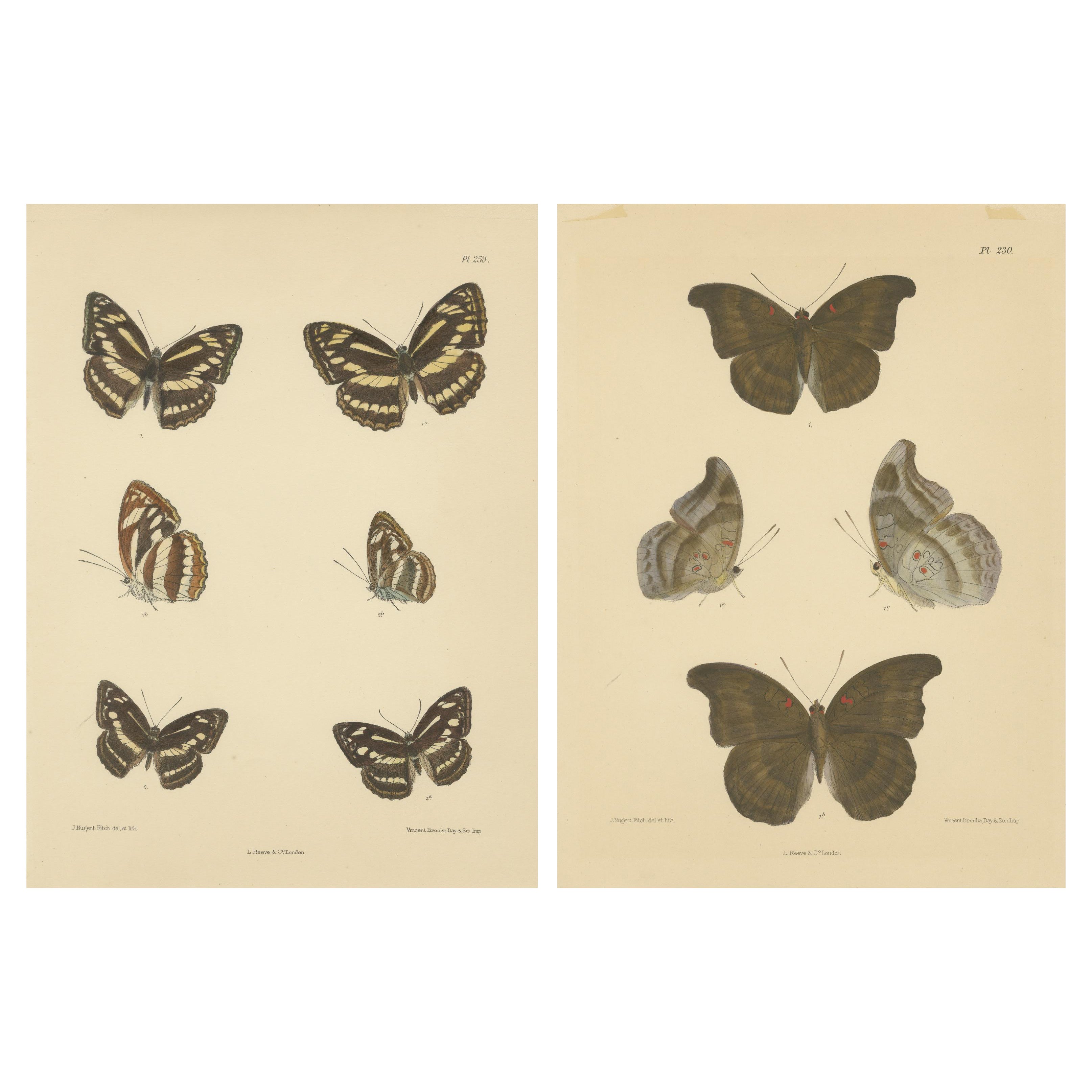 Meraviglie vittoriane di farfalle: Splendide litografie colorate a mano, 1878