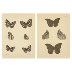 Meraviglie vittoriane di farfalle: Splendide litografie colorate a mano, 1878