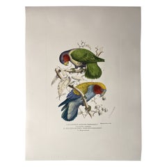 Italienische Contemporary Handgemachte Grafik von Henrik Grönvold "Parrakeets" 1 von 3