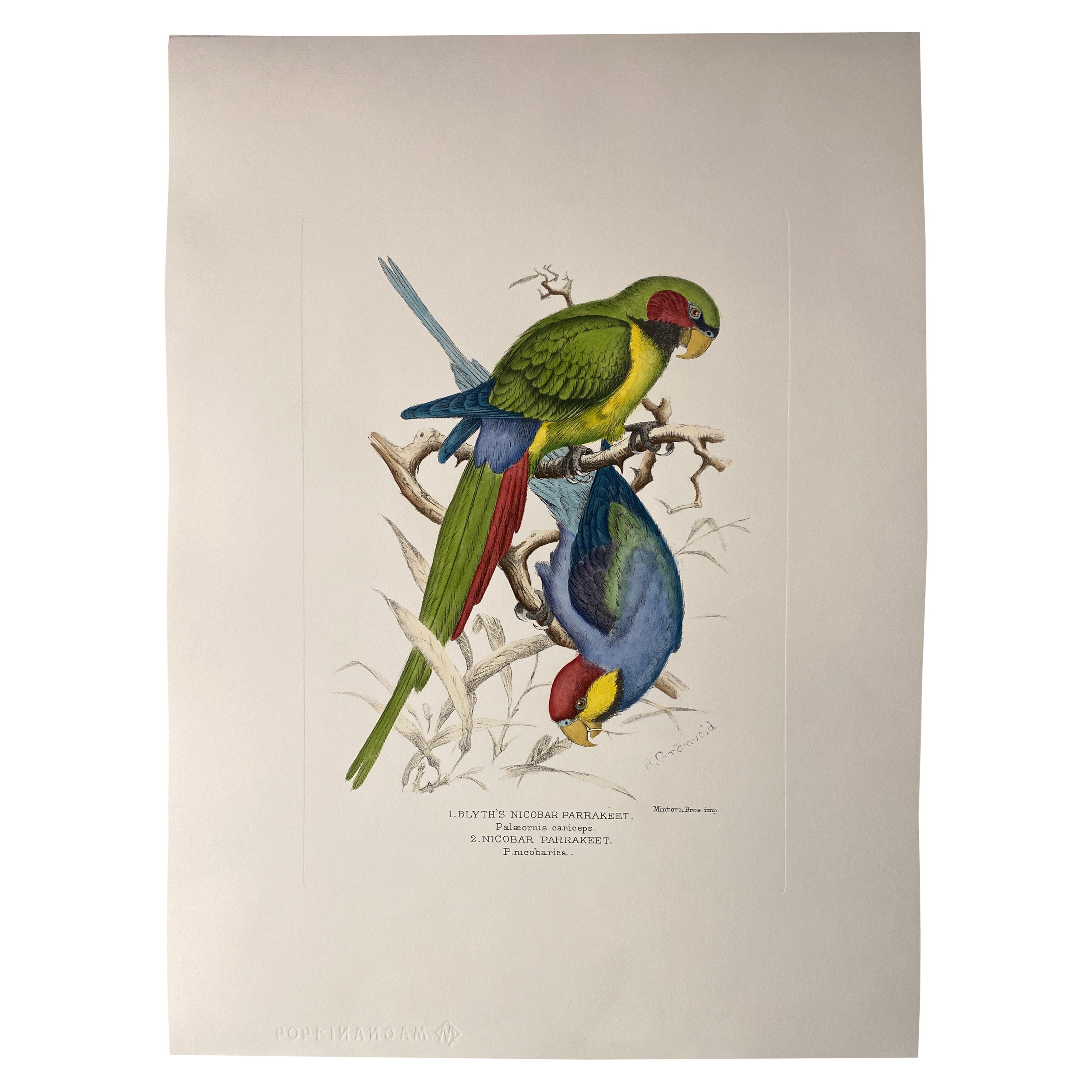 Grabado Italiano Contemporáneo Pintado a Mano por Henrik Grönvold "Periquitos" 2 de 3