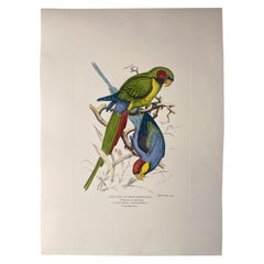 Italienische Contemporary Handgemalte Grafik von Henrik Grönvold "Parrakeets" 2 von 3