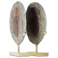 Fósil Cambropallas Trilobite Sobresaliente Soporte de latón grabado