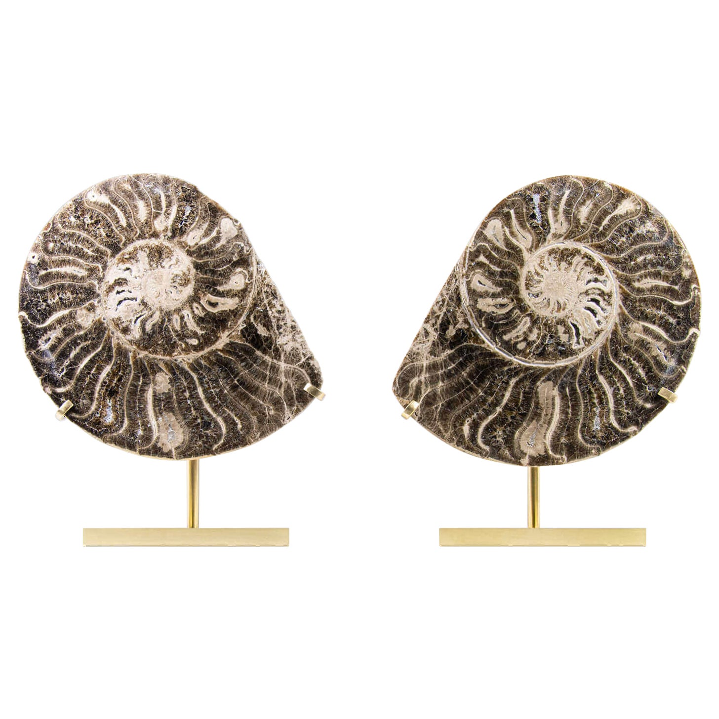 Pareja de Ammonites Fósiles Sobre Montura de Latón Grabado