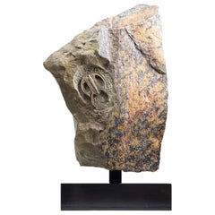 Fossiler Trilobit Aufgesetzter Bronze Stand Resserops Perrector falloti